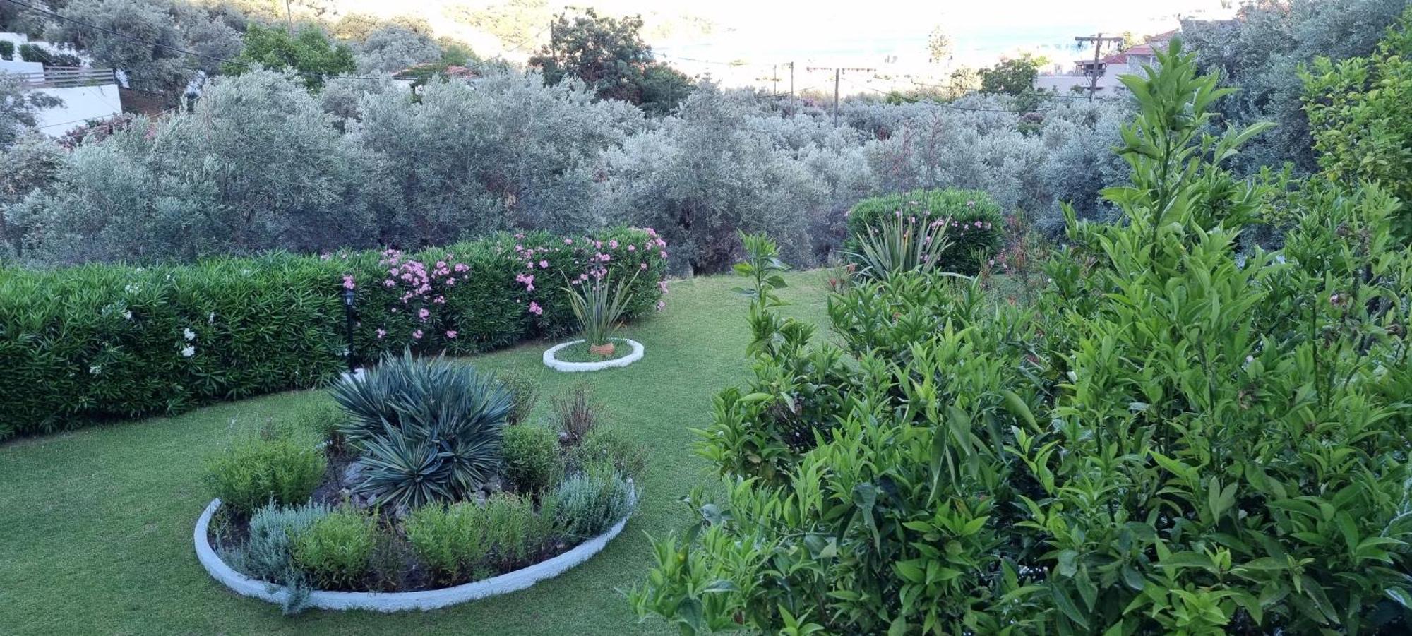 Olive Grove Apartment