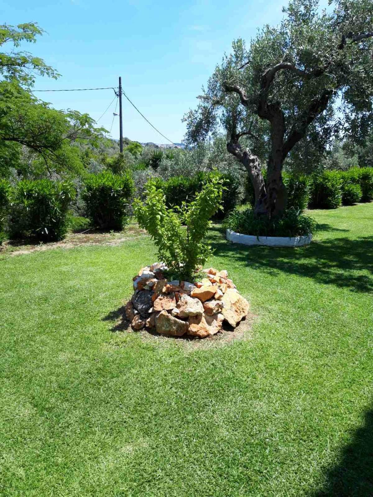 Olive Grove Apartment