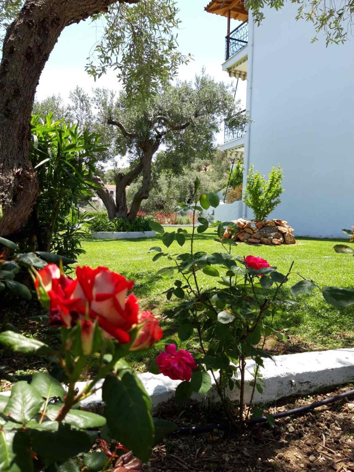 Apartment Olive Grove *