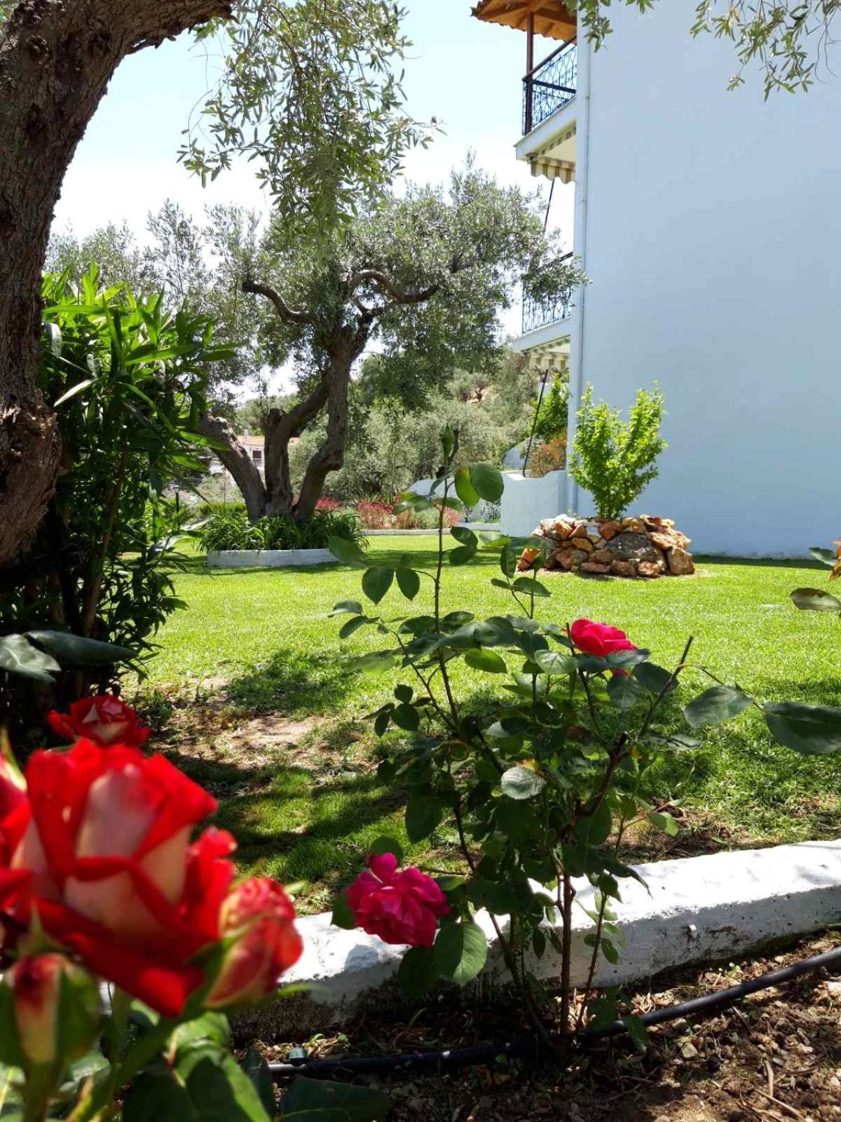 Apartment Olive Grove